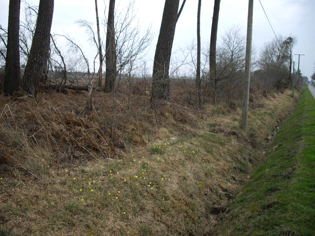 Narcissus bulbocodium photo